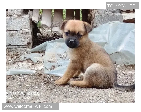 被麦卡甩后一个月他与我的朋友同居还带走了我的狗